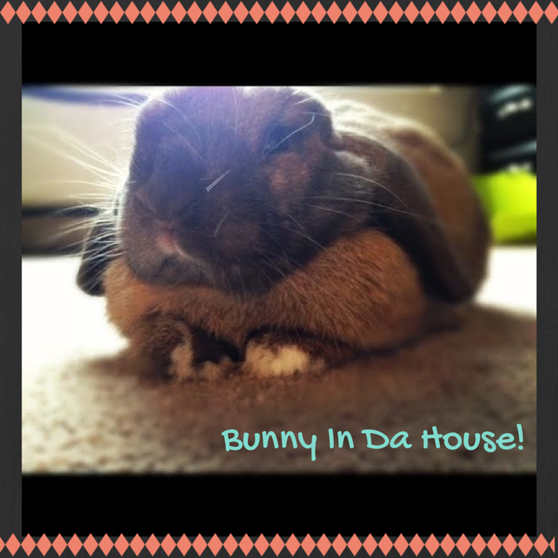 bunny house tips
