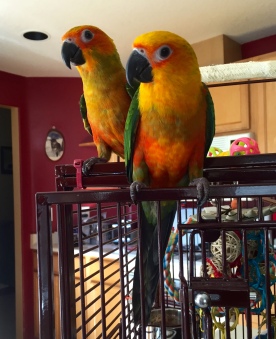 Kobe is on the left and Zoey is on the right.  They were using the travel cage to spend time outside soaking up some sunshine! :)